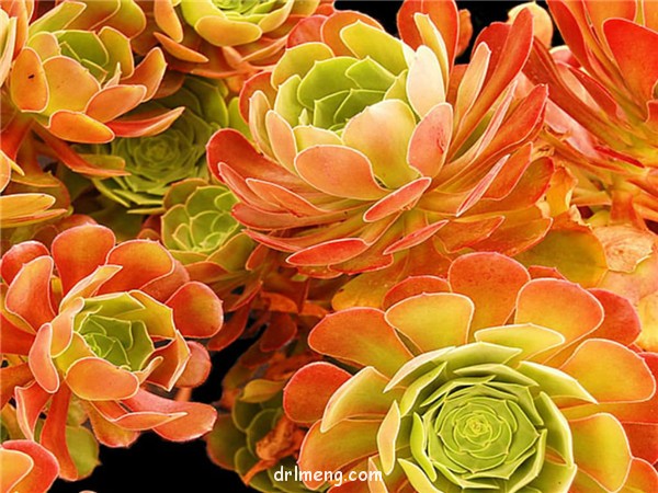 韶羞法师 Aeonium Blushing Beauty