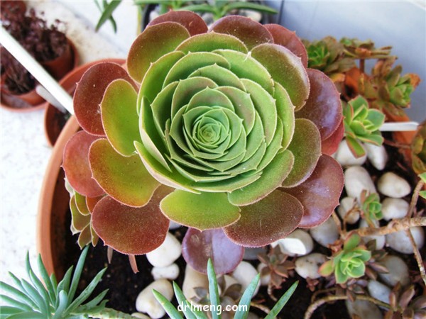 韶羞法师 Aeonium Blushing Beauty