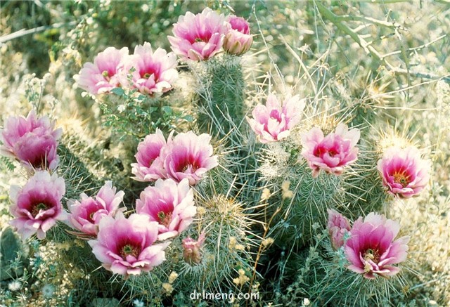 青绯虾 Echinocereus fasciculatus