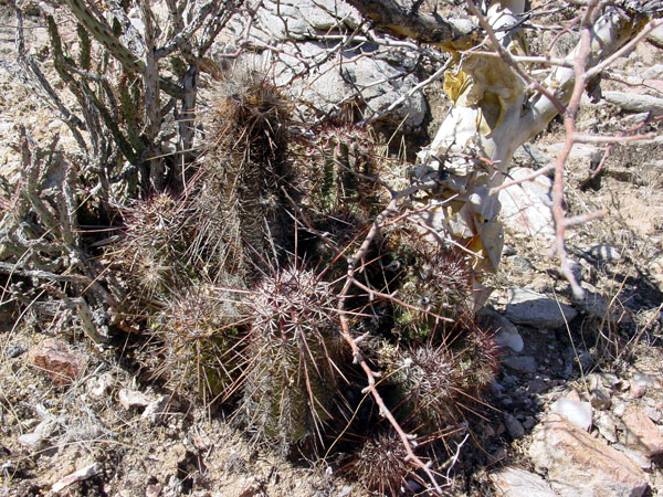 幻虾 Echinocereus ferreirianus1