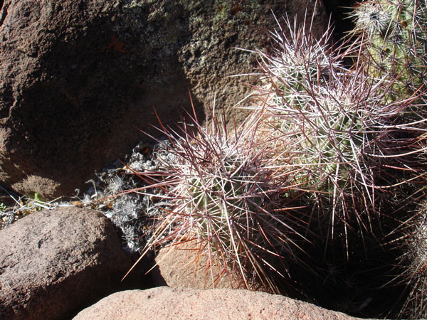 幻虾 Echinocereus ferreirianus1