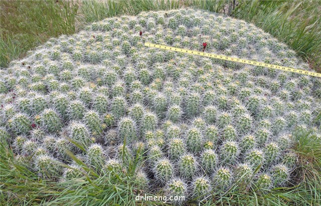 少刺虾 Echinocereus triglochidiatus