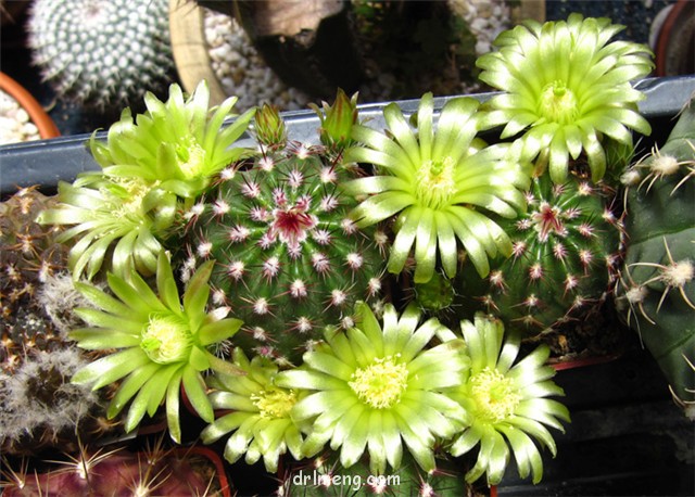 青花虾 Echinocereus viridiflorus