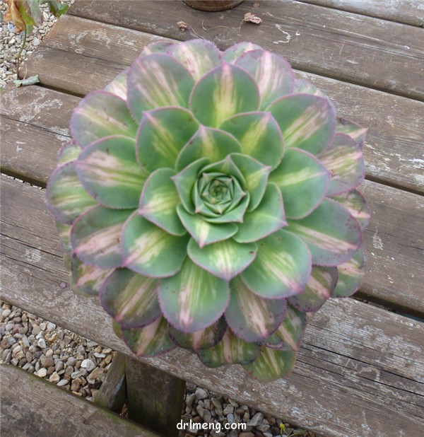 星爆 Aeonium Starburst