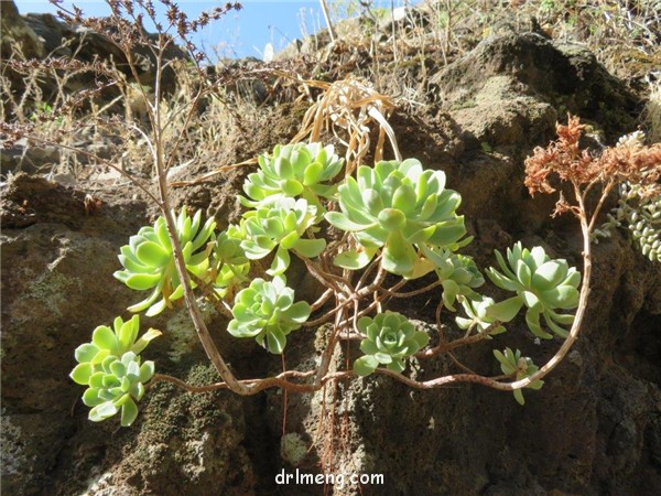 游蝶曲/青贝姬 Aeonium castello-paivae