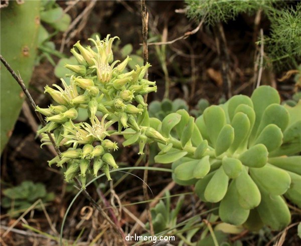 游蝶曲/青贝姬 Aeonium castello-paivae