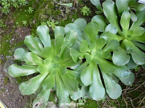 相思染 Aeonium glutinosum