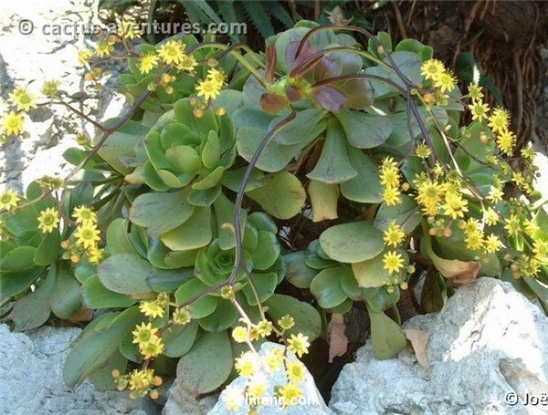 相思染 Aeonium glutinosum