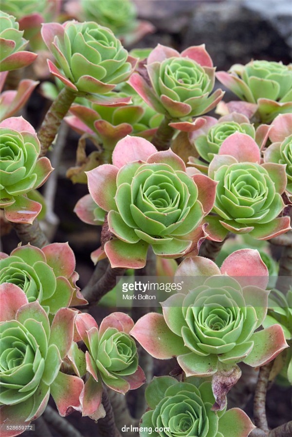 相思染 Aeonium glutinosum