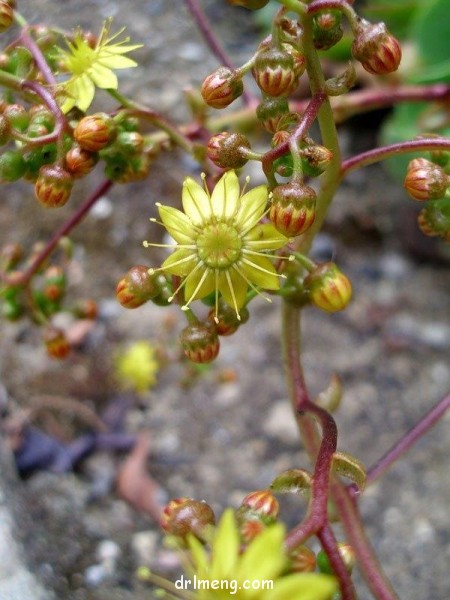 相思染 Aeonium glutinosum