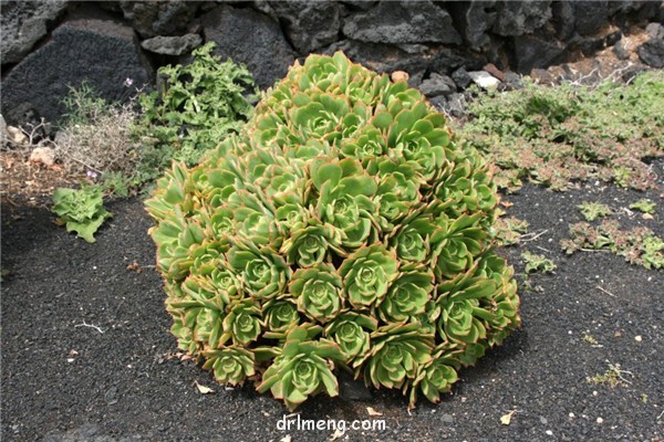 兰萨 Aeonium lancerottense