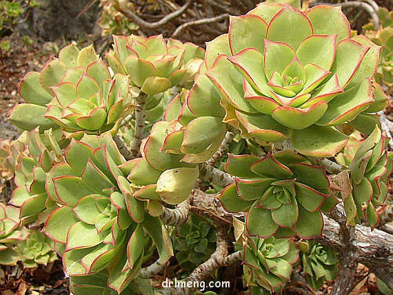兰萨 Aeonium lancerottense