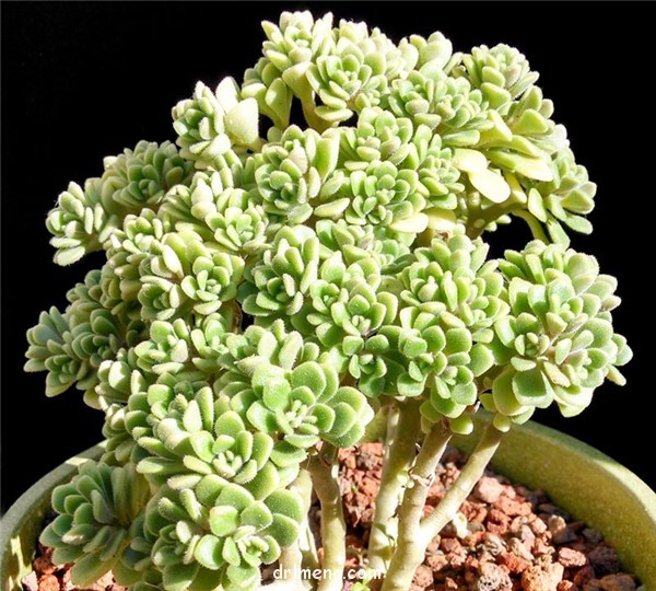 登天乐 Aeonium lindleyi var. lindleyi