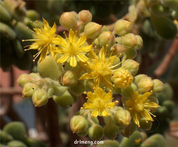 登天乐 Aeonium lindleyi var. lindleyi