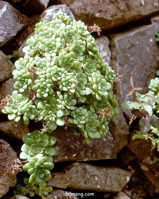 登天乐 Aeonium lindleyi var. lindleyi