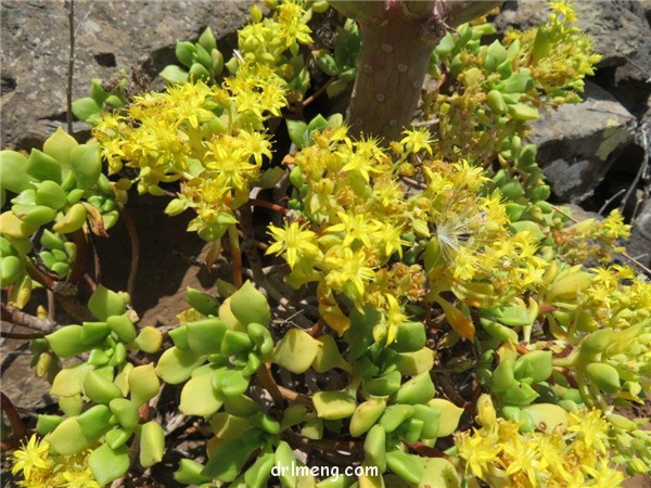 璇铃子 Aeonium lindleyi var. viscatum