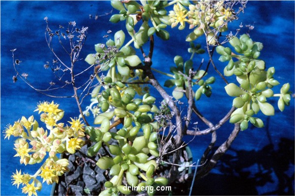 璇铃子 Aeonium lindleyi var. viscatum