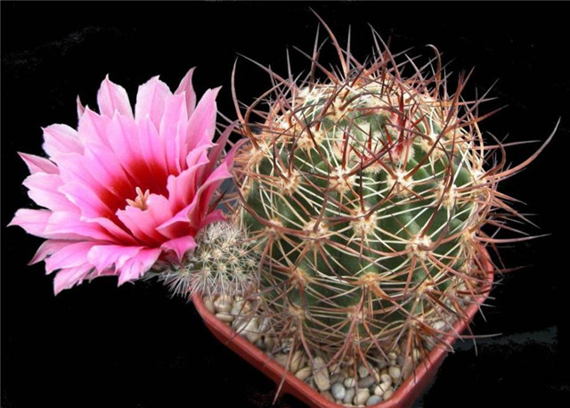 大鹿角 Echinocereus lindsayi