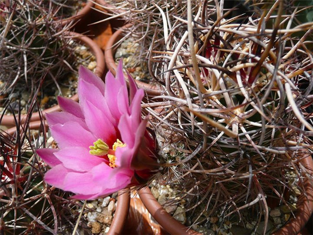 大鹿角 Echinocereus lindsayi