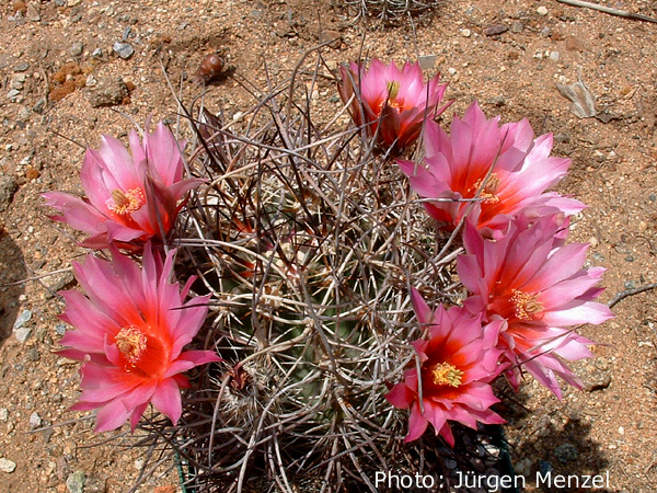 大鹿角 Echinocereus lindsayi