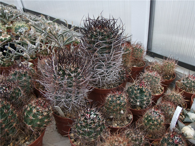 大鹿角 Echinocereus lindsayi