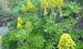 Aeonium arboreum（绿法师）的养护