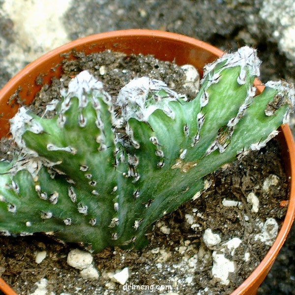 残雪之峰 Monvillea Cereus spegazzinii f. cristata monstruosa