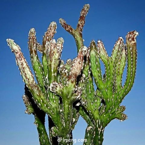 残雪之峰 Monvillea Cereus spegazzinii f. cristata monstruosa