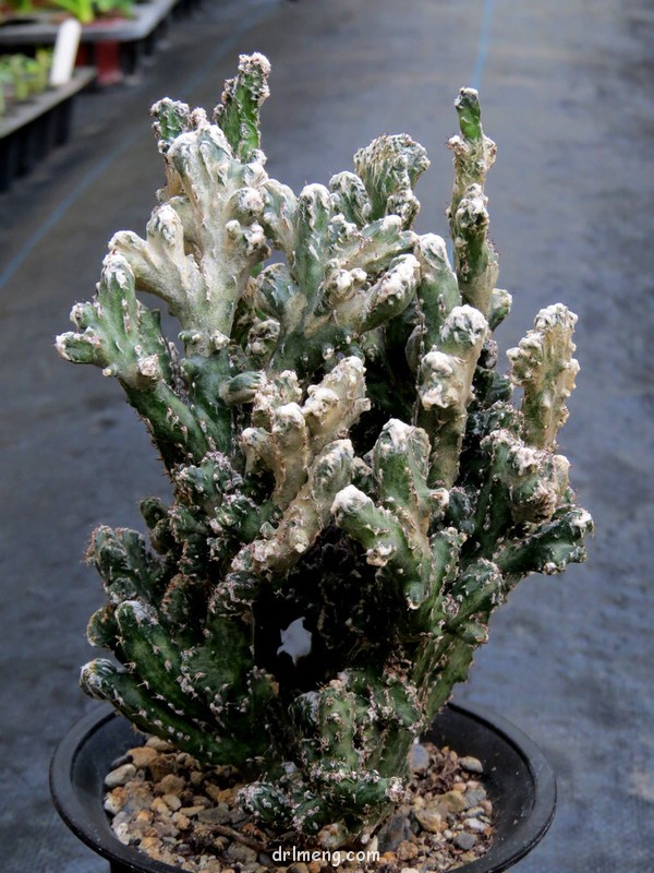 残雪之峰 Monvillea Cereus spegazzinii f. cristata monstruosa