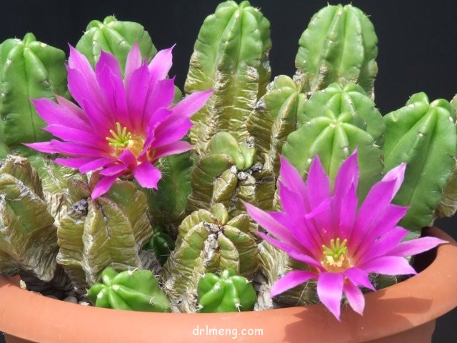 紫翠虾 Echinocereus morricalii