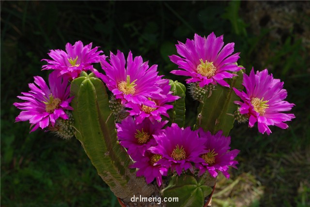 紫翠虾 Echinocereus morricalii