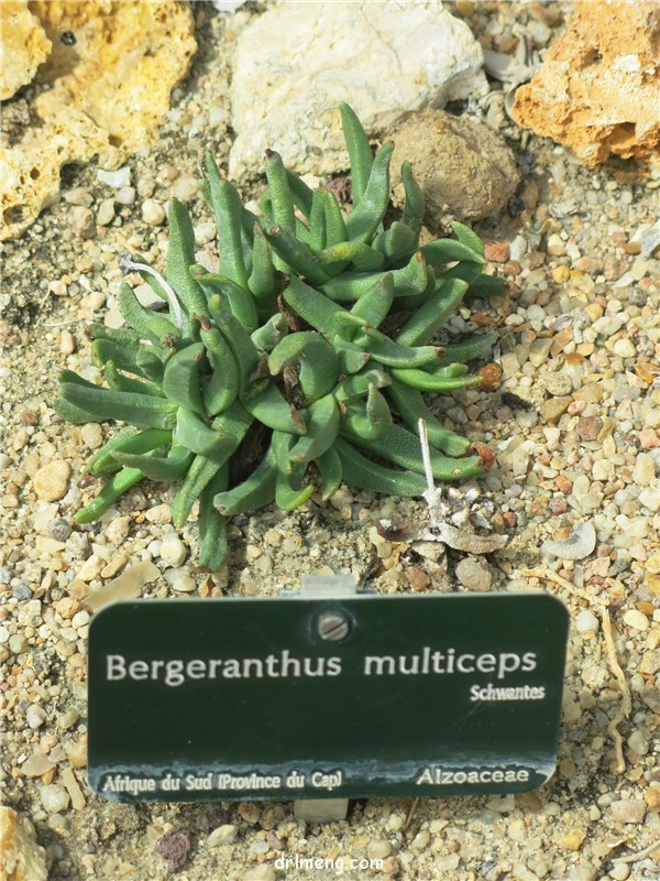 照波 Bergeranthus multiceps