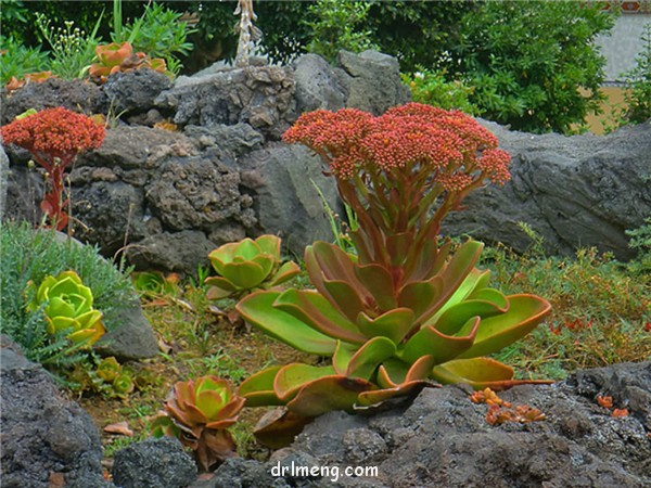 镜狮子 Aeonium nobile