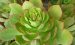 蓬莱阁 Aeonium percarneum