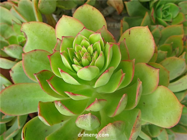 蓬莱阁 Aeonium percarneum