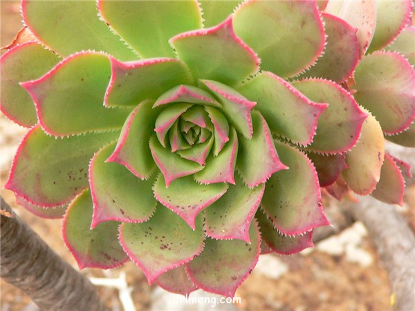 蓬莱阁 Aeonium percarneum