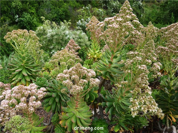 蓬莱阁 Aeonium percarneum