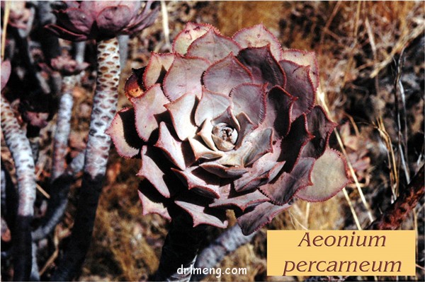 蓬莱阁 Aeonium percarneum
