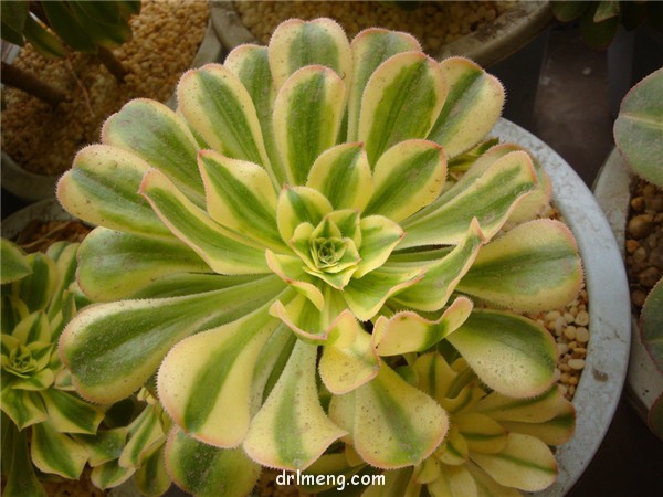 艳日伞 Aeonium arboreum variegata