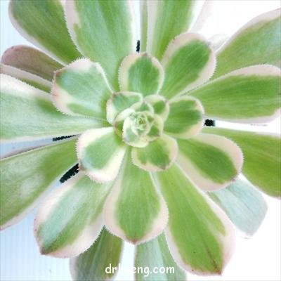 艳日伞 Aeonium arboreum variegata