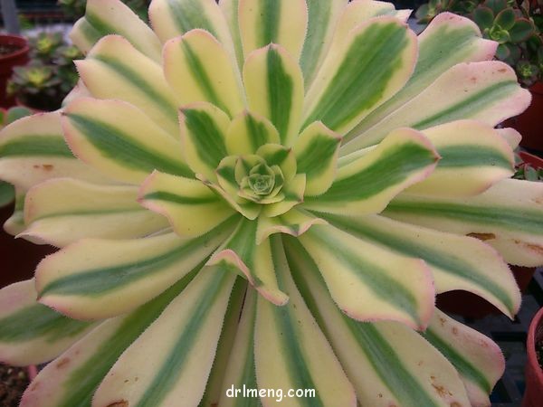 艳日伞 Aeonium arboreum variegata