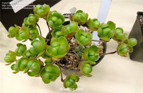 桑氏莲花掌、葡萄法师 Aeonium saundersii