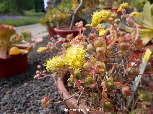 桑氏莲花掌、葡萄法师 Aeonium saundersii