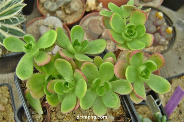 桑氏莲花掌、葡萄法师 Aeonium saundersii