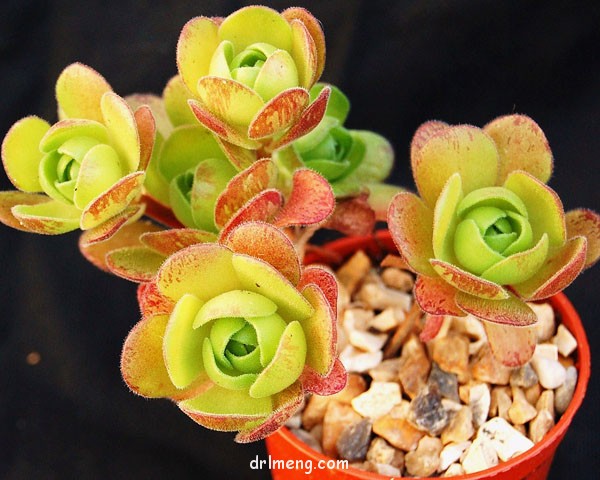 桑氏莲花掌、葡萄法师 Aeonium saundersii