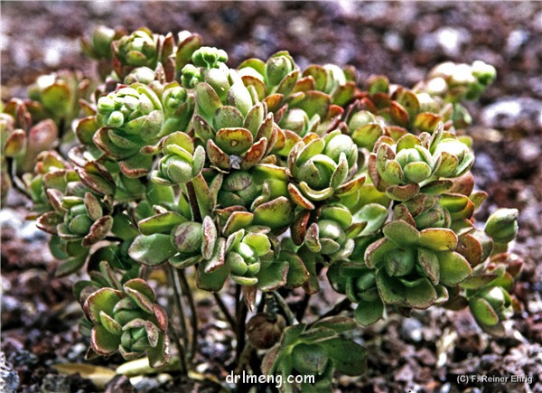 桑氏莲花掌、葡萄法师 Aeonium saundersii