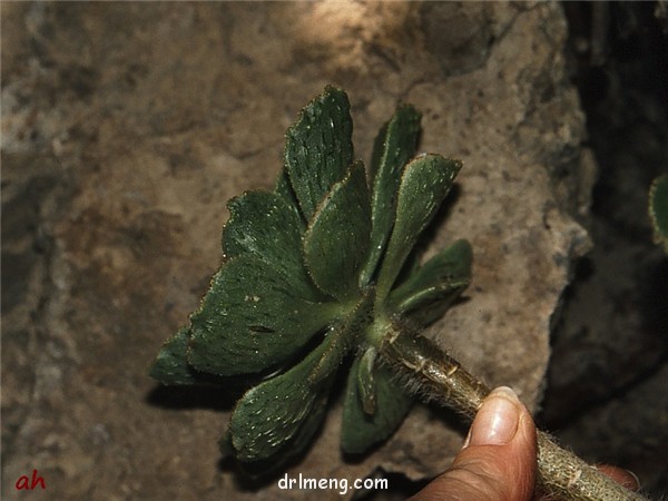 晶钻绒莲 Aeonium smithii