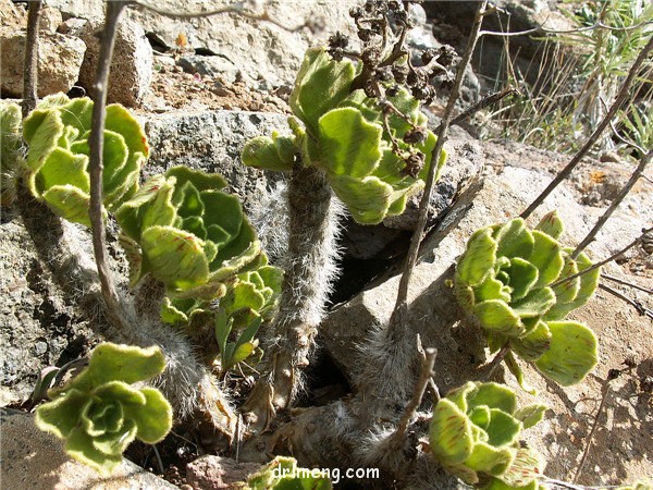 晶钻绒莲 Aeonium smithii