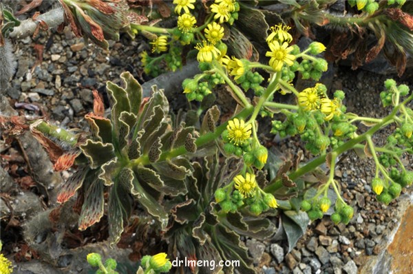 晶钻绒莲 Aeonium smithii