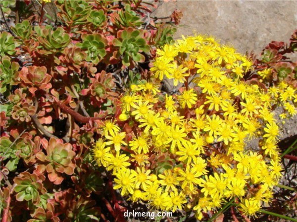 仙童唱 Aeonium spathulatum